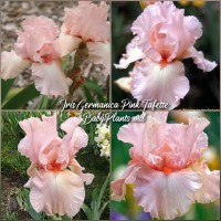 Iris Germanica Pink Tafette